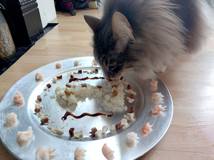 birthday meal cat