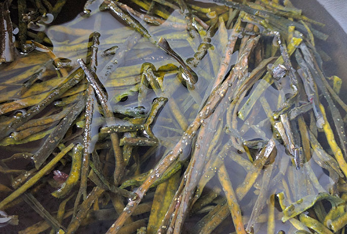 Mermaid Tagliatelle With Seaweed Pasta