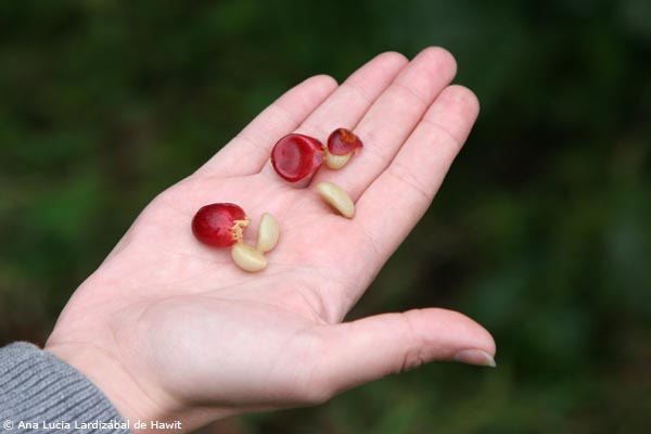 Did you know coffee is a fruit